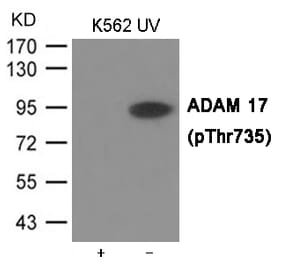 Western blot - ADAM 17 (Phospho-Thr735) Antibody from Signalway Antibody (12033) - Antibodies.com