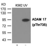 Western blot - ADAM 17 (Phospho-Thr735) Antibody from Signalway Antibody (12033) - Antibodies.com