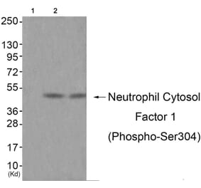 Western blot - Neutrophil Cytosol Factor 1 (Phospho-Ser304) Antibody from Signalway Antibody - Antibodies.com