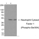 Western blot - Neutrophil Cytosol Factor 1 (Phospho-Ser304) Antibody from Signalway Antibody - Antibodies.com