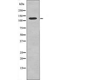 Western blot - Kinesin-like Protein KIF1C (Phospho-Ser1092) Antibody from Signalway Antibody - Antibodies.com