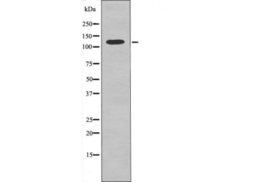 Western blot - Kinesin-like Protein KIF1C (Phospho-Ser1092) Antibody from Signalway Antibody - Antibodies.com