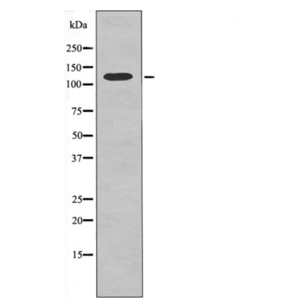 Western blot - Kinesin-like Protein KIF1C (Phospho-Ser1092) Antibody from Signalway Antibody - Antibodies.com