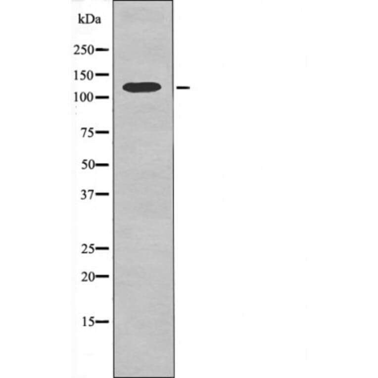 Western blot - Kinesin-like Protein KIF1C (Phospho-Ser1092) Antibody from Signalway Antibody - Antibodies.com