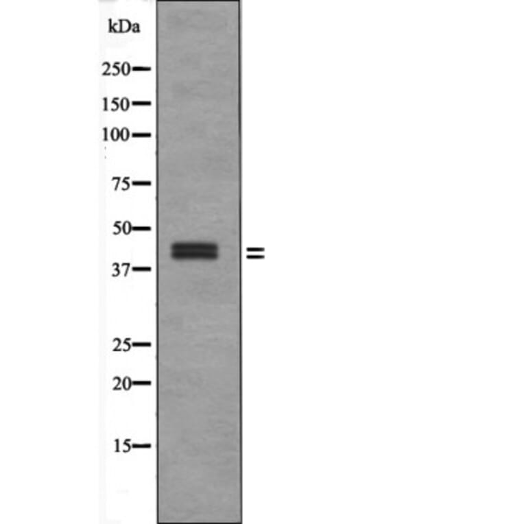 Western blot - ERK1/2 (Phospho-Thr202+Tyr204/Thr185+Tyr187) Antibody from Signalway Antibody - Antibodies.com