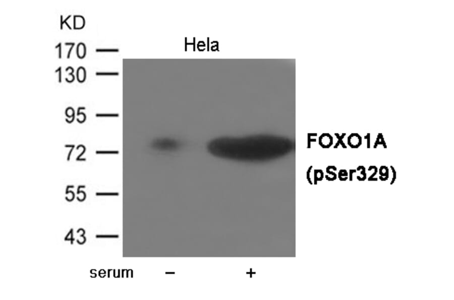 Western blot - FOXO1A (Phospho-Ser329) Antibody from Signalway Antibody (12080) - Antibodies.com