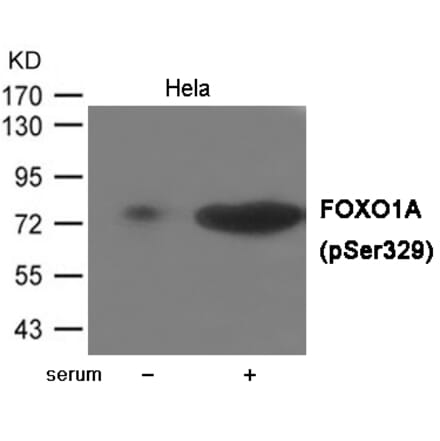 Western blot - FOXO1A (Phospho-Ser329) Antibody from Signalway Antibody (12080) - Antibodies.com
