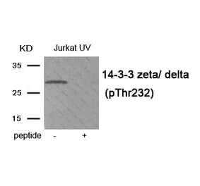 Western blot - 14-3-3 zeta/ delta (Phospho-Thr232) Antibody from Signalway Antibody (11954) - Antibodies.com