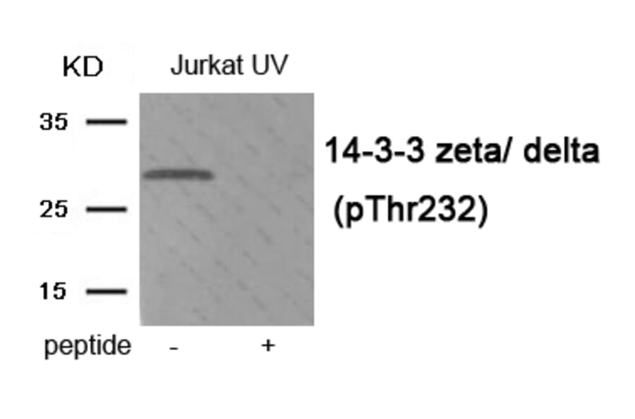 Western blot - 14-3-3 zeta/ delta (Phospho-Thr232) Antibody from Signalway Antibody (11954) - Antibodies.com