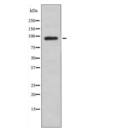 Western blot - FGFR1/2/3/4 (Phospho-Tyr653+Tyr654) Antibody from Signalway Antibody (12550) - Antibodies.com