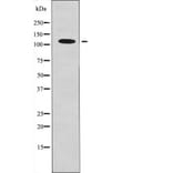 Western blot - EPH B1/3/4 (Phospho-Tyr778/792/774) Antibody from Signalway Antibody (12561) - Antibodies.com