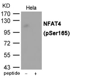 Western blot - NFAT4 (Phospho-Ser165) Antibody from Signalway Antibody (12019) - Antibodies.com