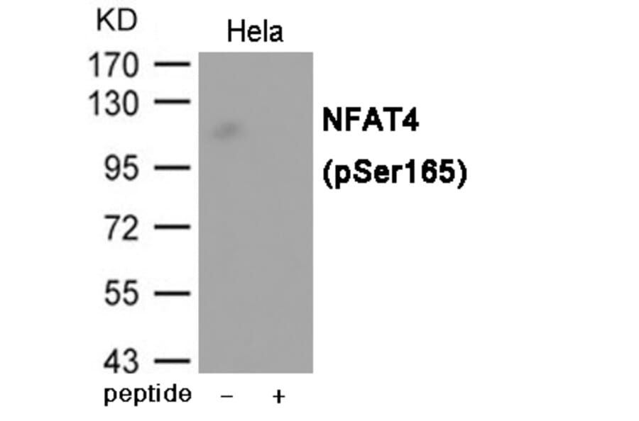 Western blot - NFAT4 (Phospho-Ser165) Antibody from Signalway Antibody (12019) - Antibodies.com