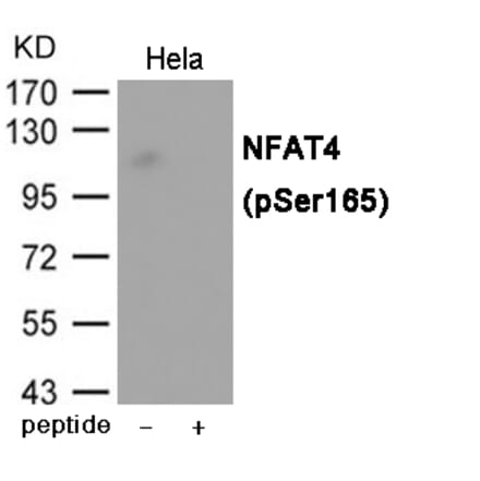 Western blot - NFAT4 (Phospho-Ser165) Antibody from Signalway Antibody (12019) - Antibodies.com