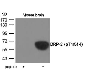 Western blot - DRP-2 (Phospho-Thr514) Antibody from Signalway Antibody (12055) - Antibodies.com