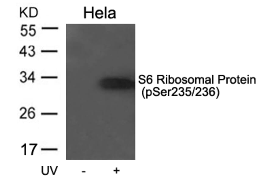 Western blot - S6 Ribosomal Protein (Phospho-Ser235/236) Antibody from Signalway Antibody (11580) - Antibodies.com