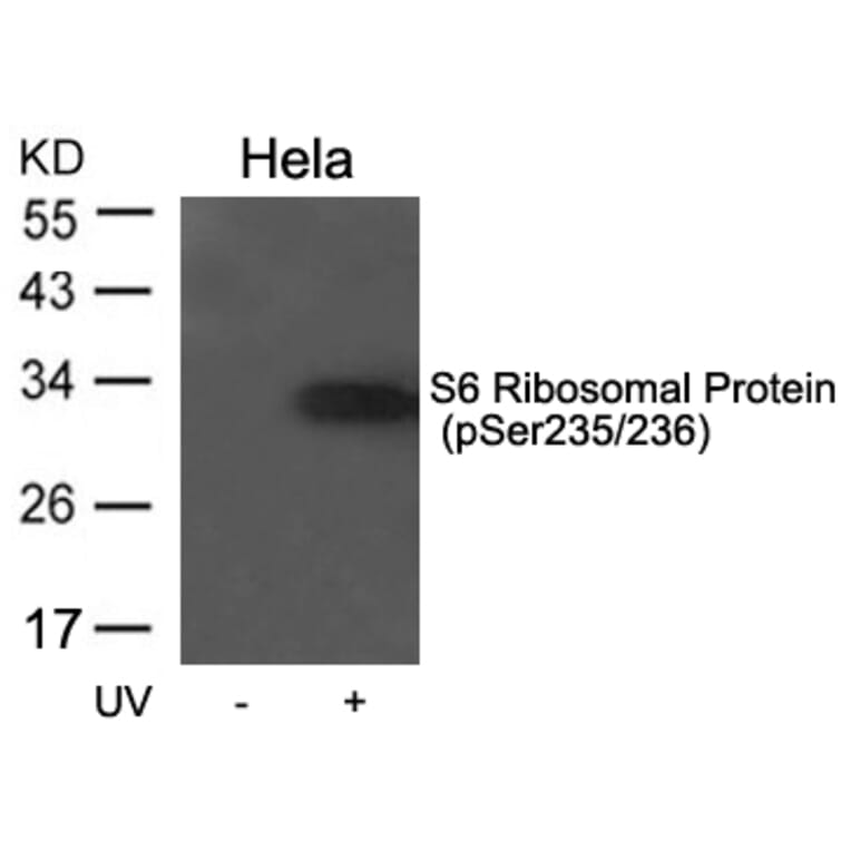 Western blot - S6 Ribosomal Protein (Phospho-Ser235/236) Antibody from Signalway Antibody (11580) - Antibodies.com