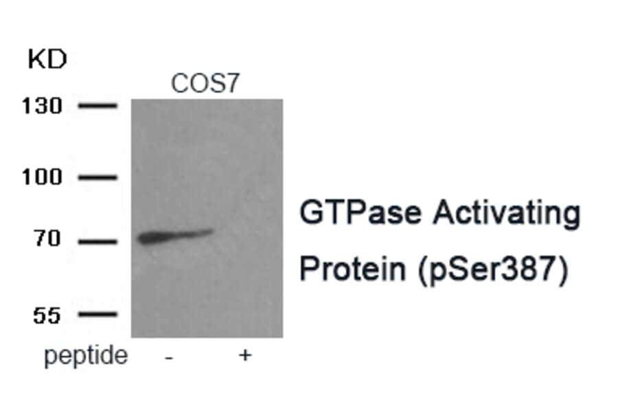 Western blot - GTPase Activating Protein (Phospho-Ser387) Antibody from Signalway Antibody (11983) - Antibodies.com