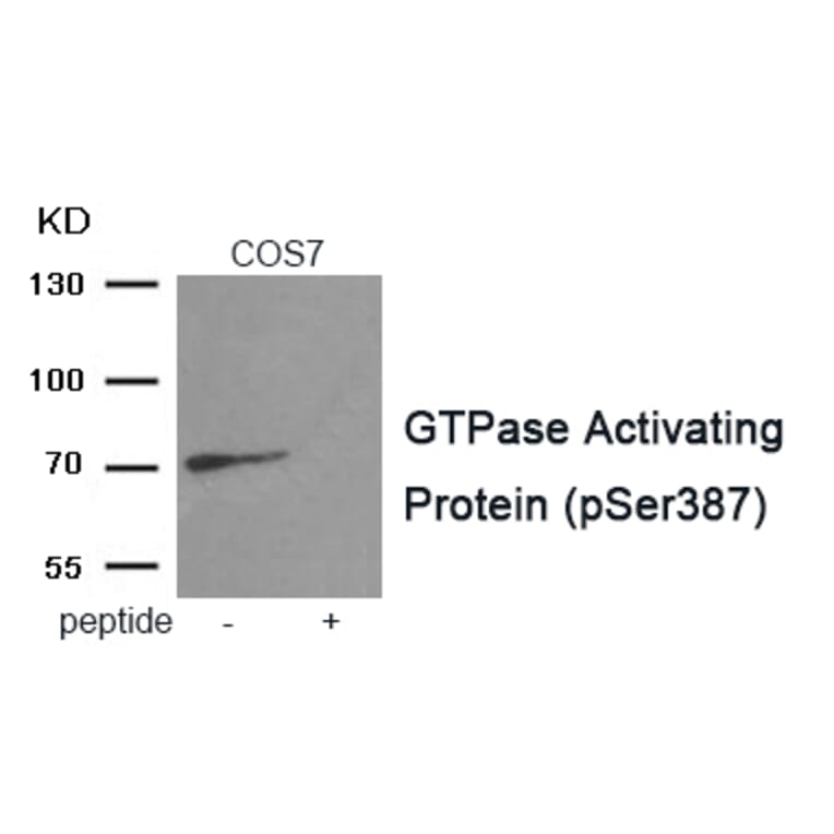 Western blot - GTPase Activating Protein (Phospho-Ser387) Antibody from Signalway Antibody (11983) - Antibodies.com