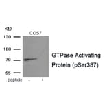 Western blot - GTPase Activating Protein (Phospho-Ser387) Antibody from Signalway Antibody (11983) - Antibodies.com