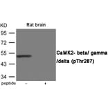 Western blot - CaMK2- beta/ gamma/ delta (Phospho-Thr287) Antibody from Signalway Antibody (12065) - Antibodies.com