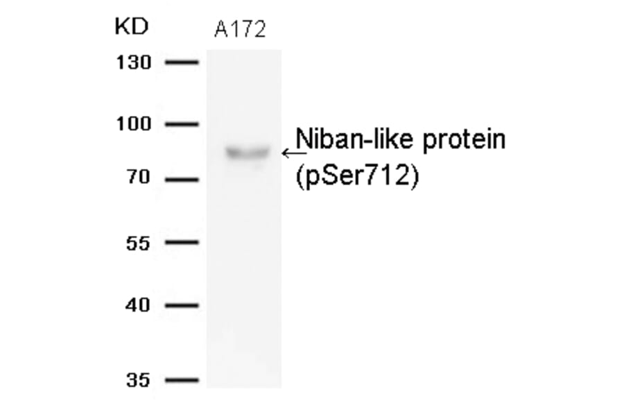 Western blot - Niban-like protein (Phospho-Ser712) Antibody from Signalway Antibody (11332) - Antibodies.com