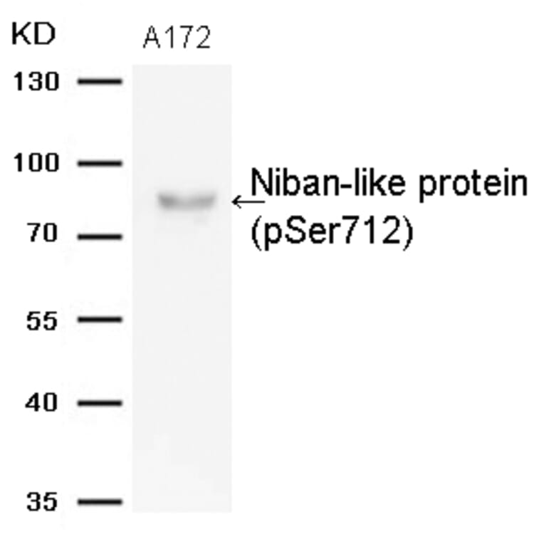 Western blot - Niban-like protein (Phospho-Ser712) Antibody from Signalway Antibody (11332) - Antibodies.com