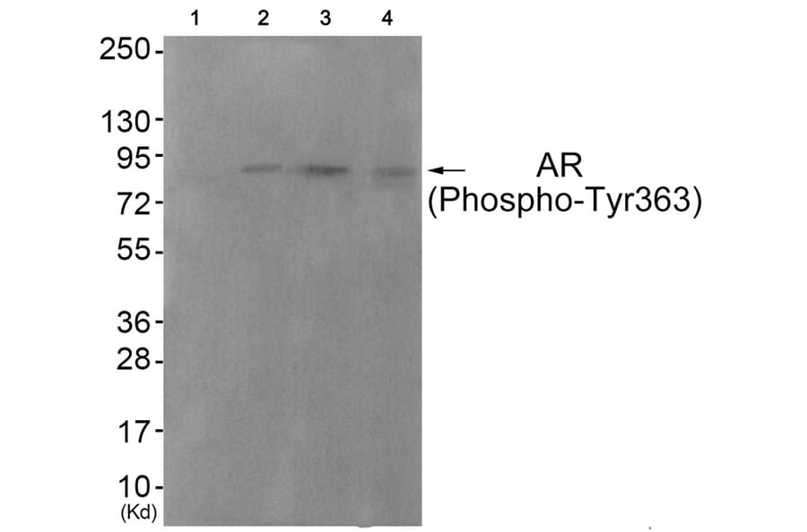 Western blot - Androgen Receptor (Phospho-Tyr363) Antibody from Signalway Antibody (11761) - Antibodies.com