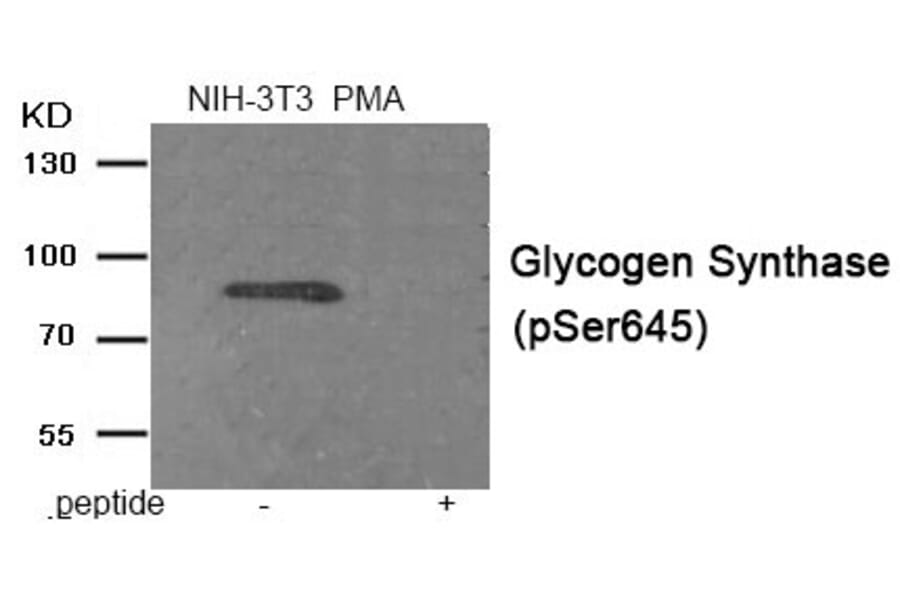 Western blot - Glycogen Synthase (Phospho-Ser645) Antibody from Signalway Antibody (11945) - Antibodies.com