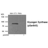 Western blot - Glycogen Synthase (Phospho-Ser645) Antibody from Signalway Antibody (11945) - Antibodies.com