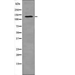 Western blot - HIPK1/2/3 (Phospho-Tyr352/361/359) Antibody from Signalway Antibody (12507) - Antibodies.com