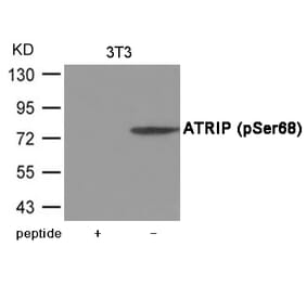 Western blot - ATRIP (Phospho-Ser68) Antibody from Signalway Antibody (12035) - Antibodies.com