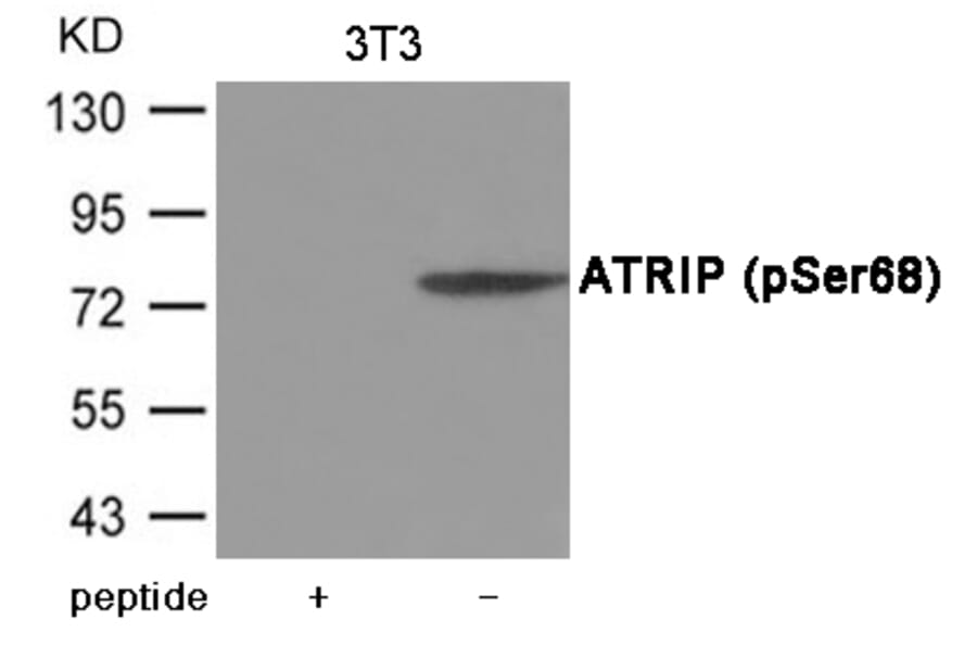 Western blot - ATRIP (Phospho-Ser68) Antibody from Signalway Antibody (12035) - Antibodies.com