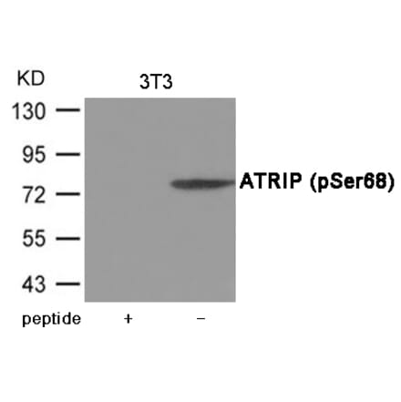 Western blot - ATRIP (Phospho-Ser68) Antibody from Signalway Antibody (12035) - Antibodies.com