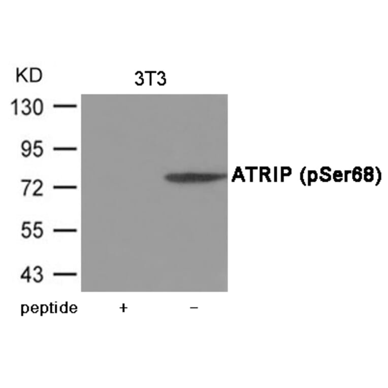 Western blot - ATRIP (Phospho-Ser68) Antibody from Signalway Antibody (12035) - Antibodies.com