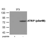 Western blot - ATRIP (Phospho-Ser68) Antibody from Signalway Antibody (12035) - Antibodies.com