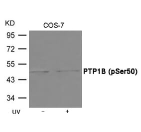 Western blot - PTP1B (Phospho-Ser50) Antibody from Signalway Antibody (12039) - Antibodies.com