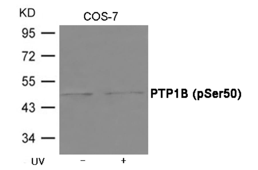 Western blot - PTP1B (Phospho-Ser50) Antibody from Signalway Antibody (12039) - Antibodies.com