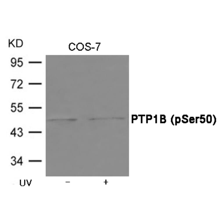 Western blot - PTP1B (Phospho-Ser50) Antibody from Signalway Antibody (12039) - Antibodies.com