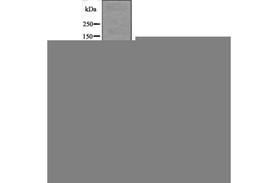 Western blot - Androgen Receptor (Phospho-Ser81) Antibody from Signalway Antibody (12540) - Antibodies.com