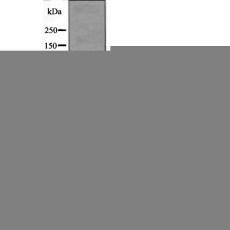Western blot - Androgen Receptor (Phospho-Ser81) Antibody from Signalway Antibody (12540) - Antibodies.com