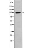 Western blot - Leptin Receptor (Phospho-Tyr1141) Antibody from Signalway Antibody (12562) - Antibodies.com
