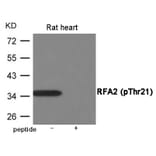 Western blot - RFA2 (Phospho-Thr21) Antibody from Signalway Antibody (12060) - Antibodies.com