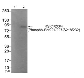 Western blot - RSK1/2/3/4 (Phospho-Ser221/227/S218/232) Antibody from Signalway Antibody (11753) - Antibodies.com