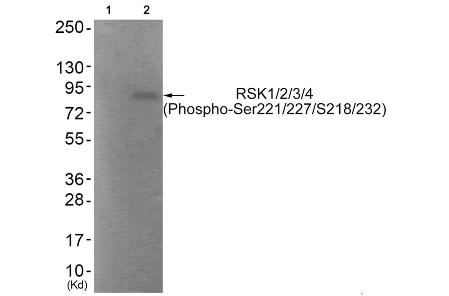 Western blot - RSK1/2/3/4 (Phospho-Ser221/227/S218/232) Antibody from Signalway Antibody (11753) - Antibodies.com
