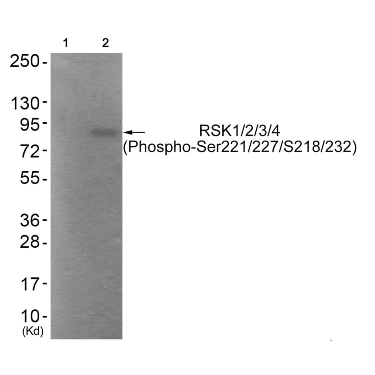 Western blot - RSK1/2/3/4 (Phospho-Ser221/227/S218/232) Antibody from Signalway Antibody (11753) - Antibodies.com