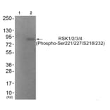 Western blot - RSK1/2/3/4 (Phospho-Ser221/227/S218/232) Antibody from Signalway Antibody (11753) - Antibodies.com
