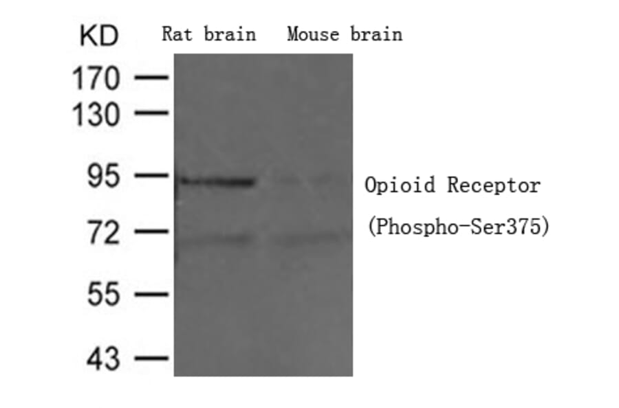 Western blot - Opioid Receptor (Phospho-Ser375) Antibody from Signalway Antibody (11313) - Antibodies.com
