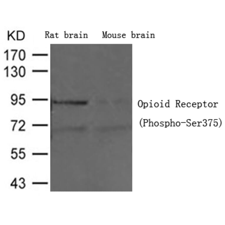 Western blot - Opioid Receptor (Phospho-Ser375) Antibody from Signalway Antibody (11313) - Antibodies.com