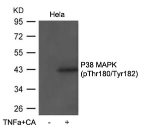 Western blot - P38 MAPK (Phospho-Thr180/Tyr182) antibody from Signalway Antibody (11581) - Antibodies.com